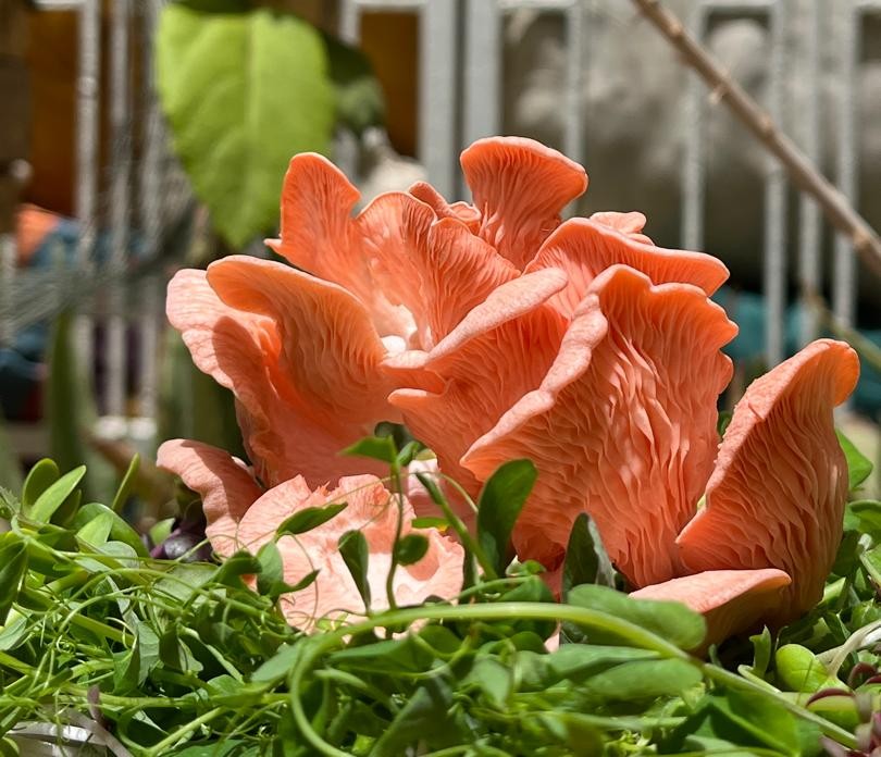 champignons_salade.jpg